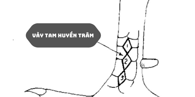 Minh họa vảy tam huyền trâm