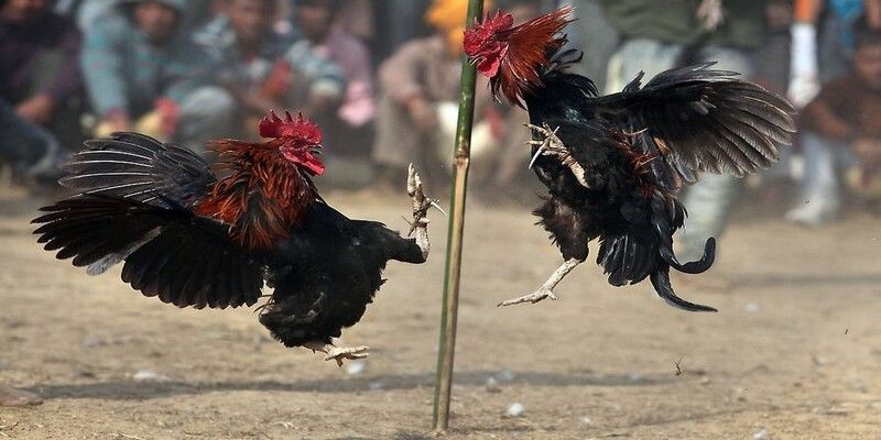 Đánh giá lợi thế của cửa cược trước khi đặt tiền